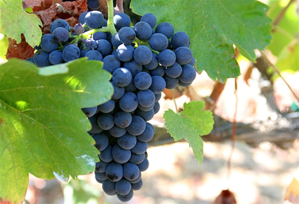 Şiraz ( Shiraz Syrah ) Üzüm Fidanı