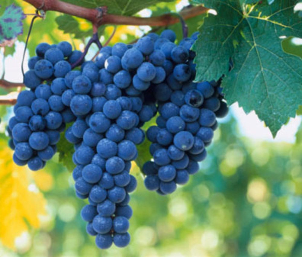 Şiraz ( Shiraz Syrah ) Üzüm Fidanı