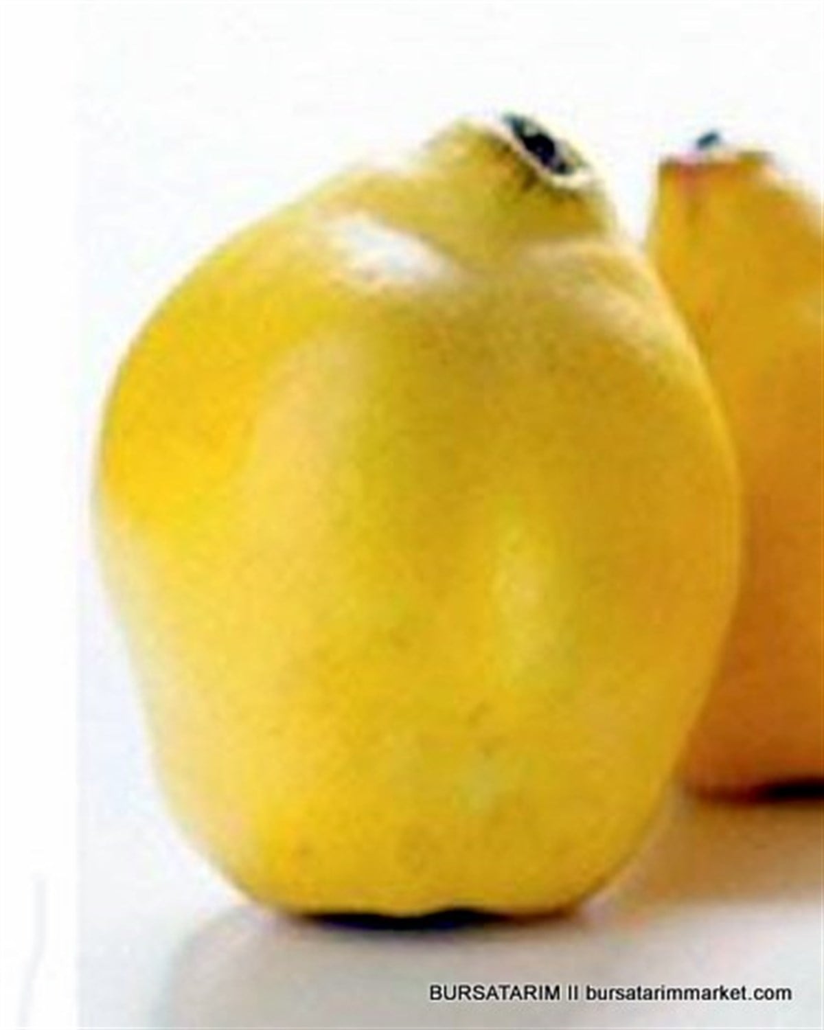 Ekmek Ayvası Fidanı