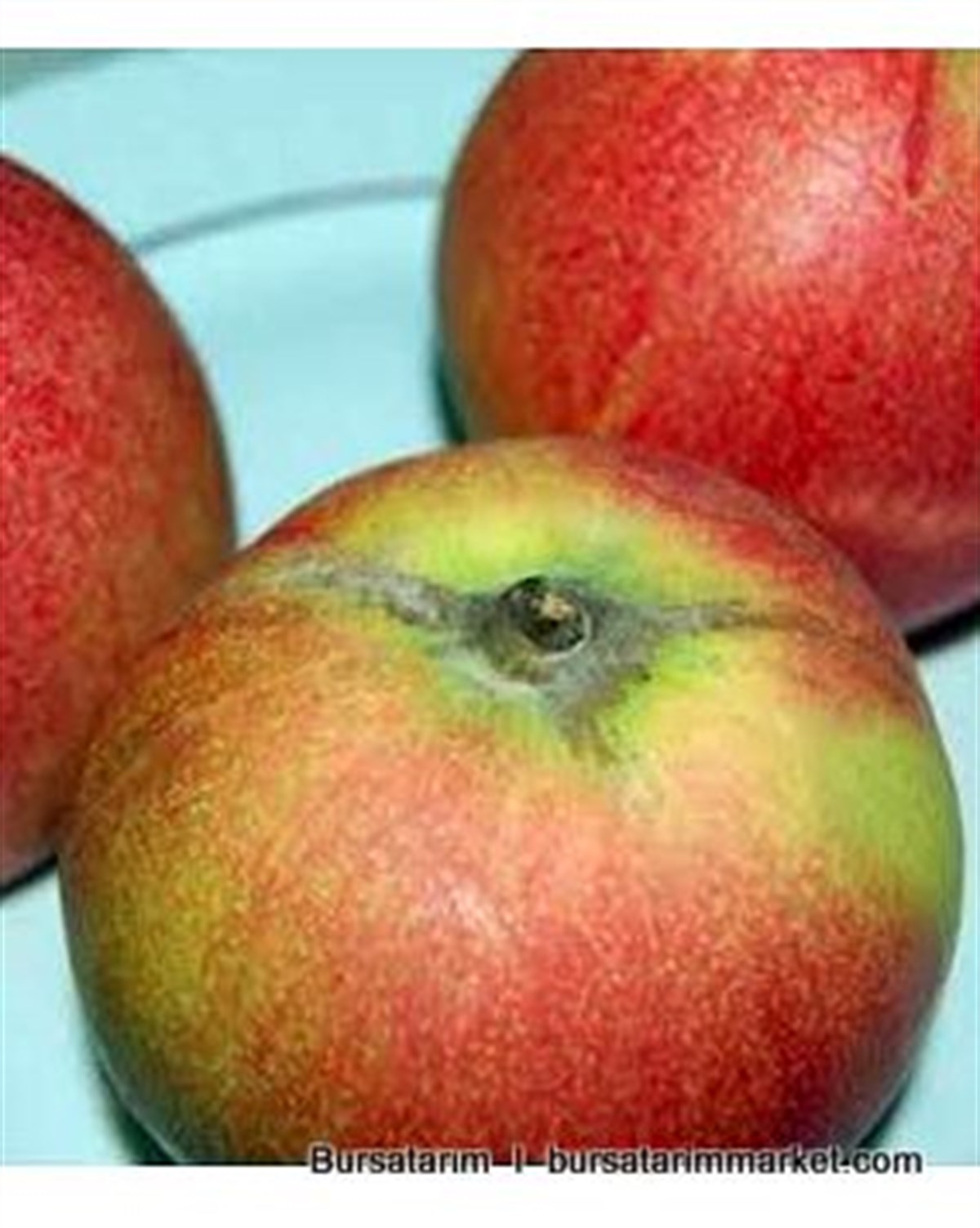 Kırmızı Ayva Fidanı