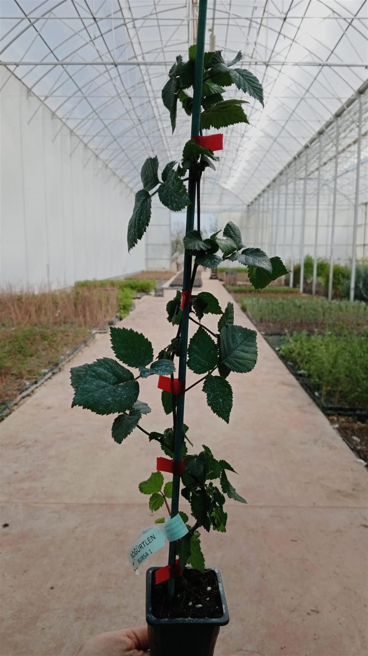 BURSATARIMBursa 1 Böğürtlen Fidanı