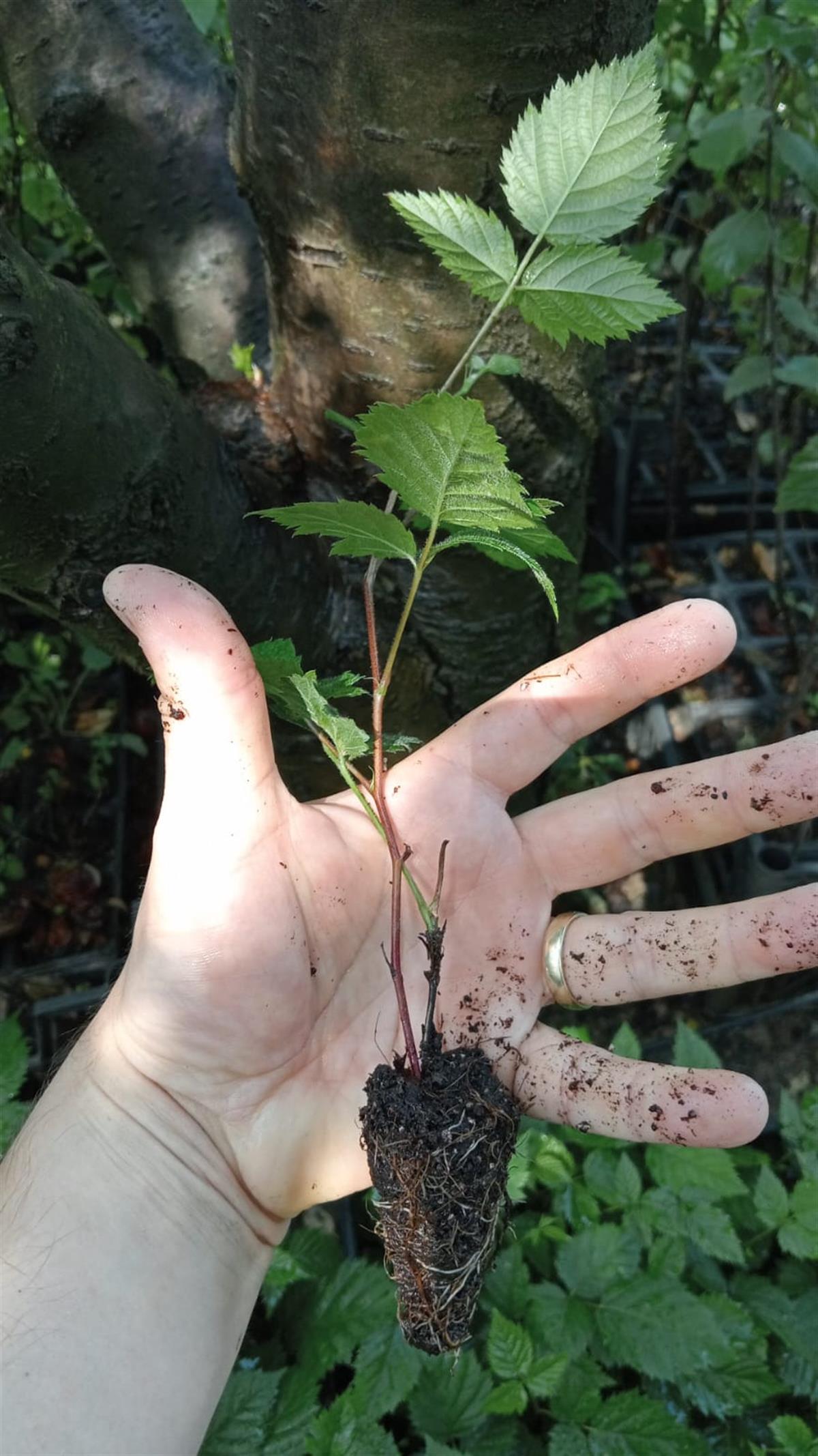 BURSATARIMLochness Böğürtlen Fidanı Viyol