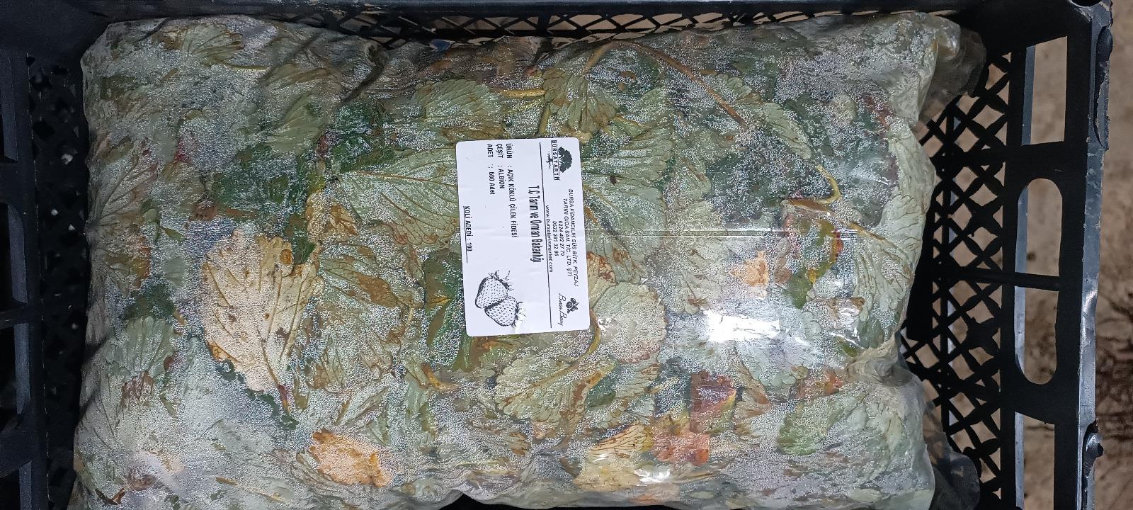 Albion Çilek Fidesi X 500 lü Paket