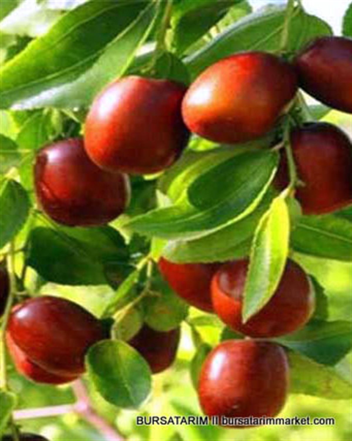  Hünnap Fidanı Yerli ( küçük meyveli) 