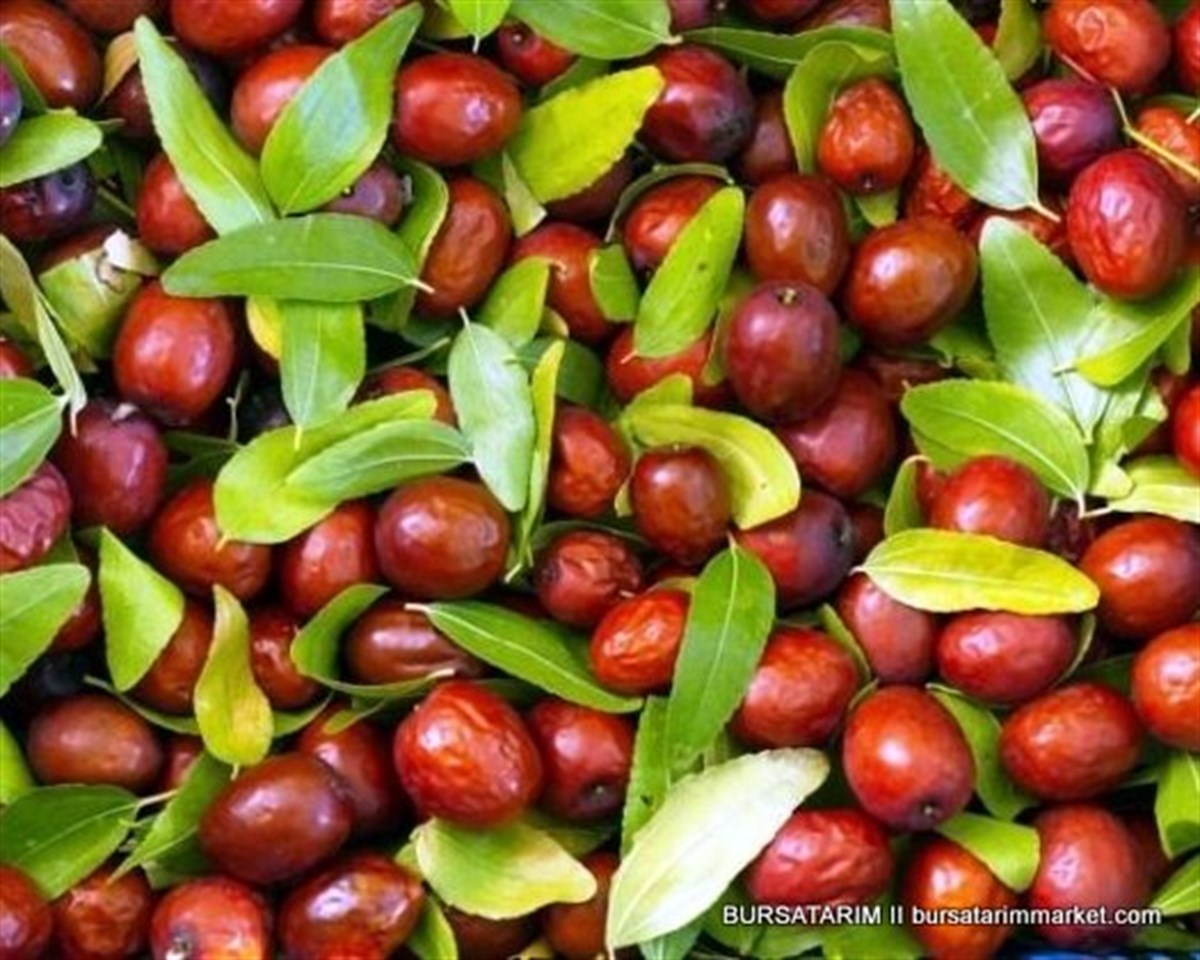  Hünnap Fidanı Yerli ( küçük meyveli) 