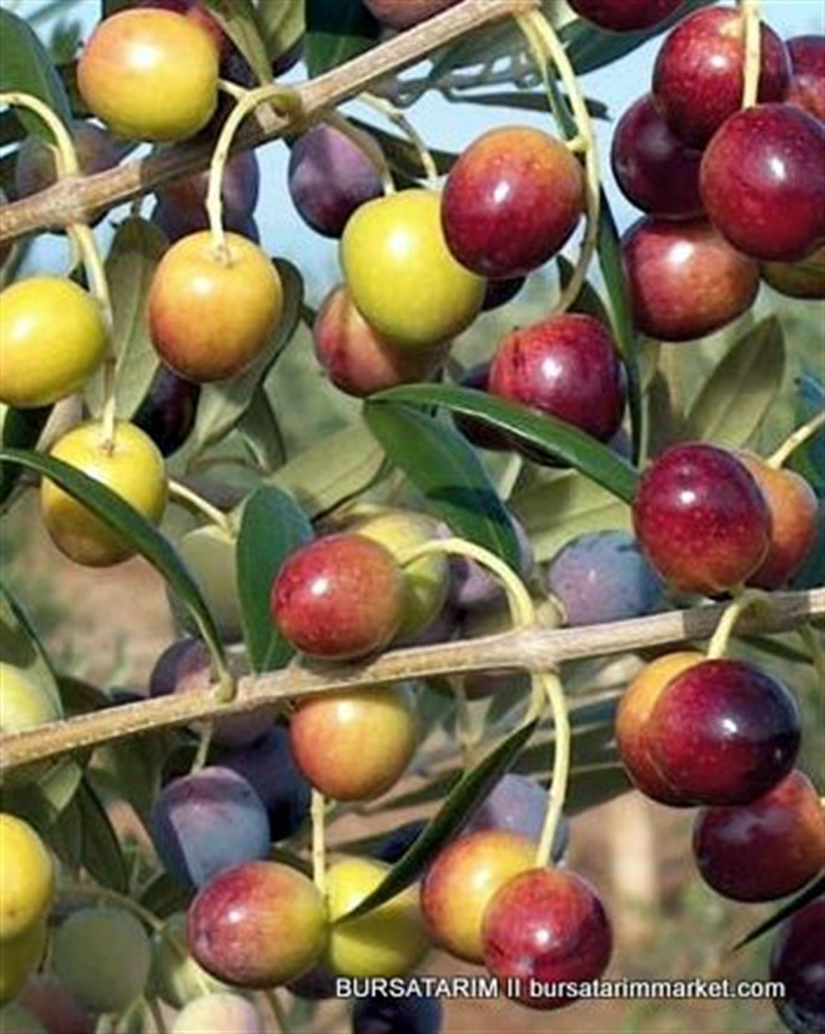 Arbequina Zeytin Fidanı