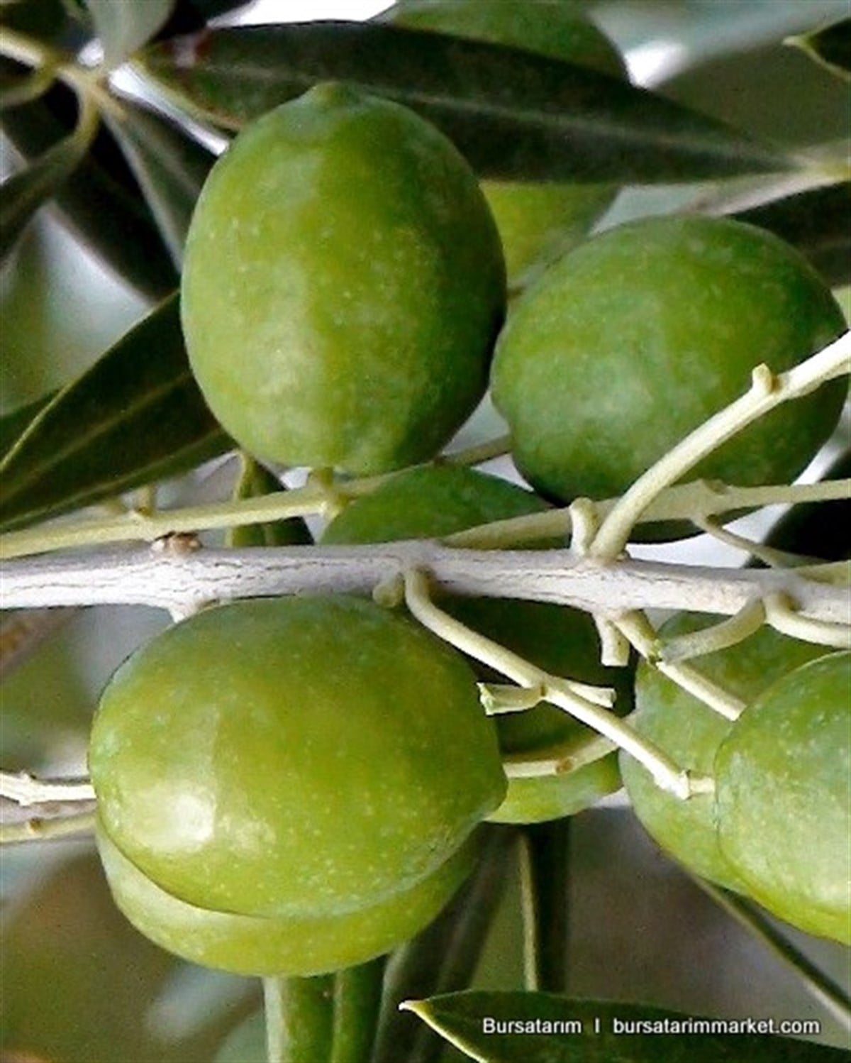 Arbosana Zeytin Fidanı