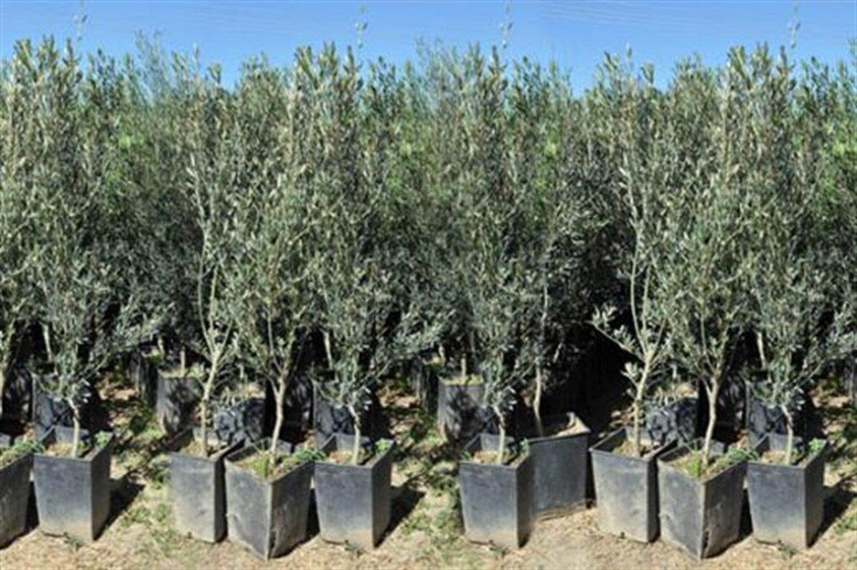 Domat Zeytin Fidanı