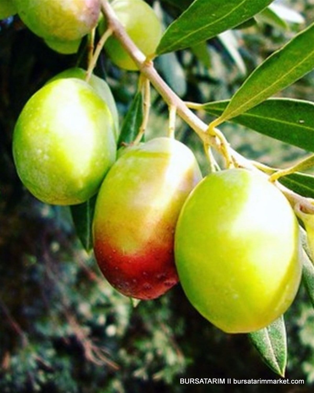 Domat Zeytin Fidanı