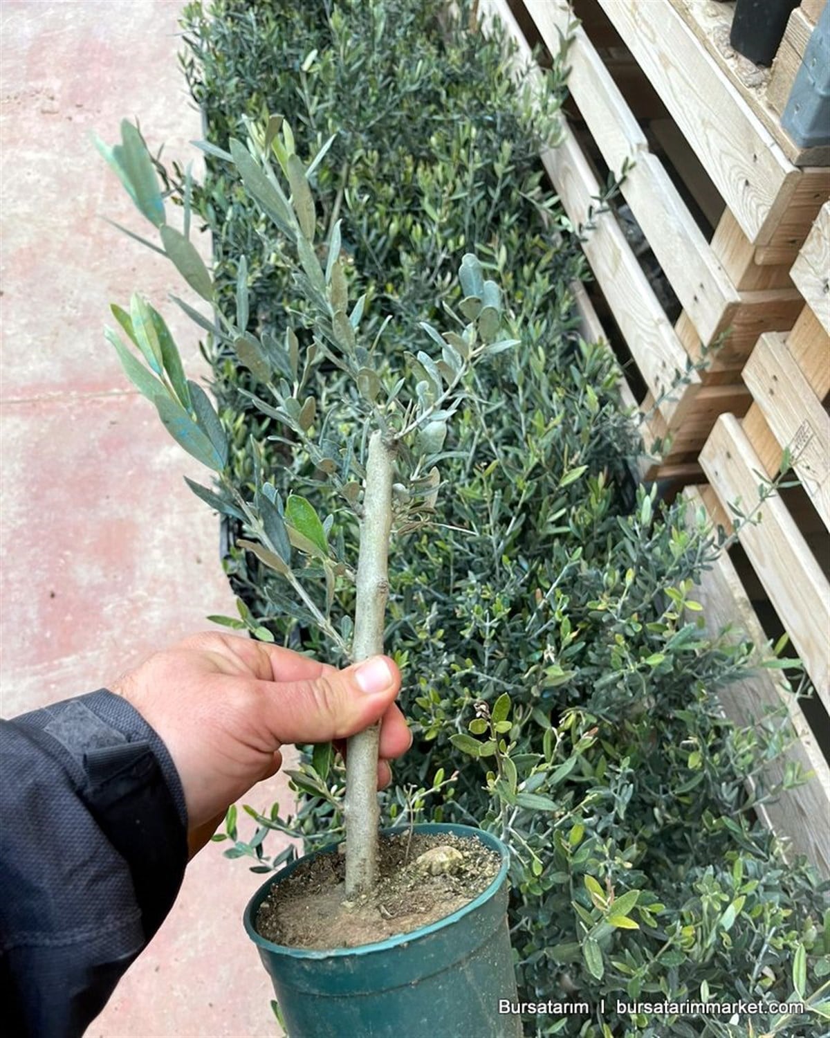 Bonzai Zeytin Fidanı