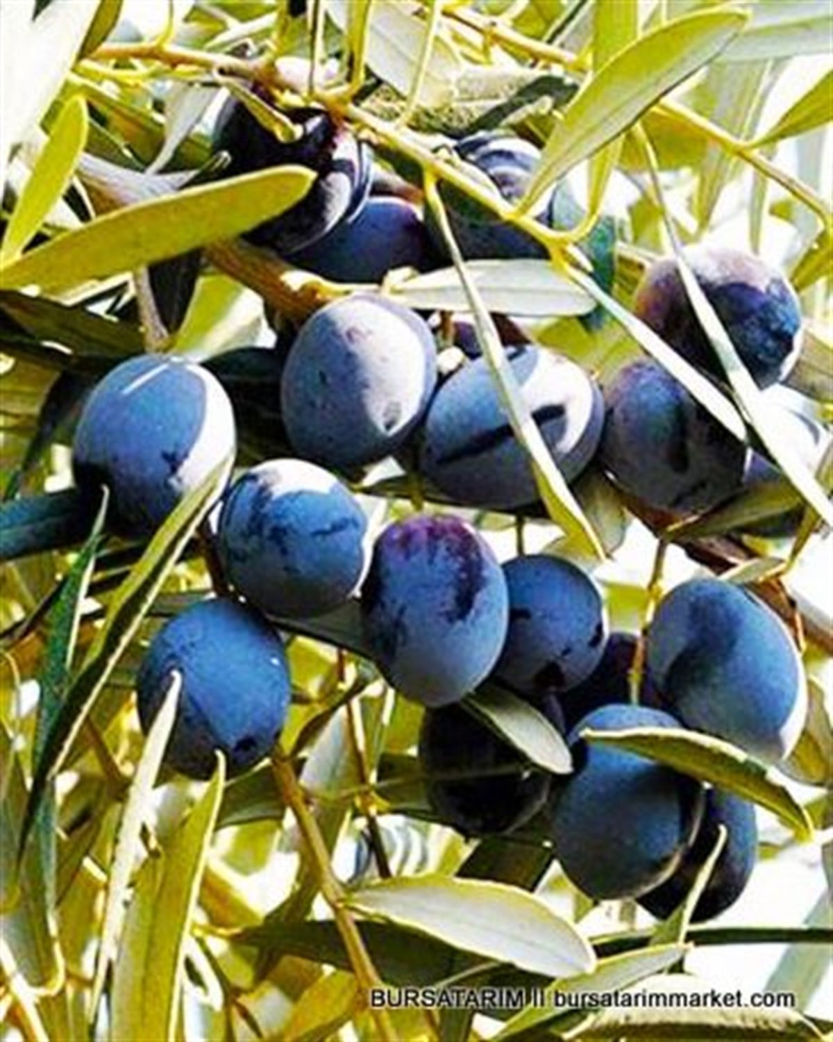 Gemlik Zeytin Fidanı