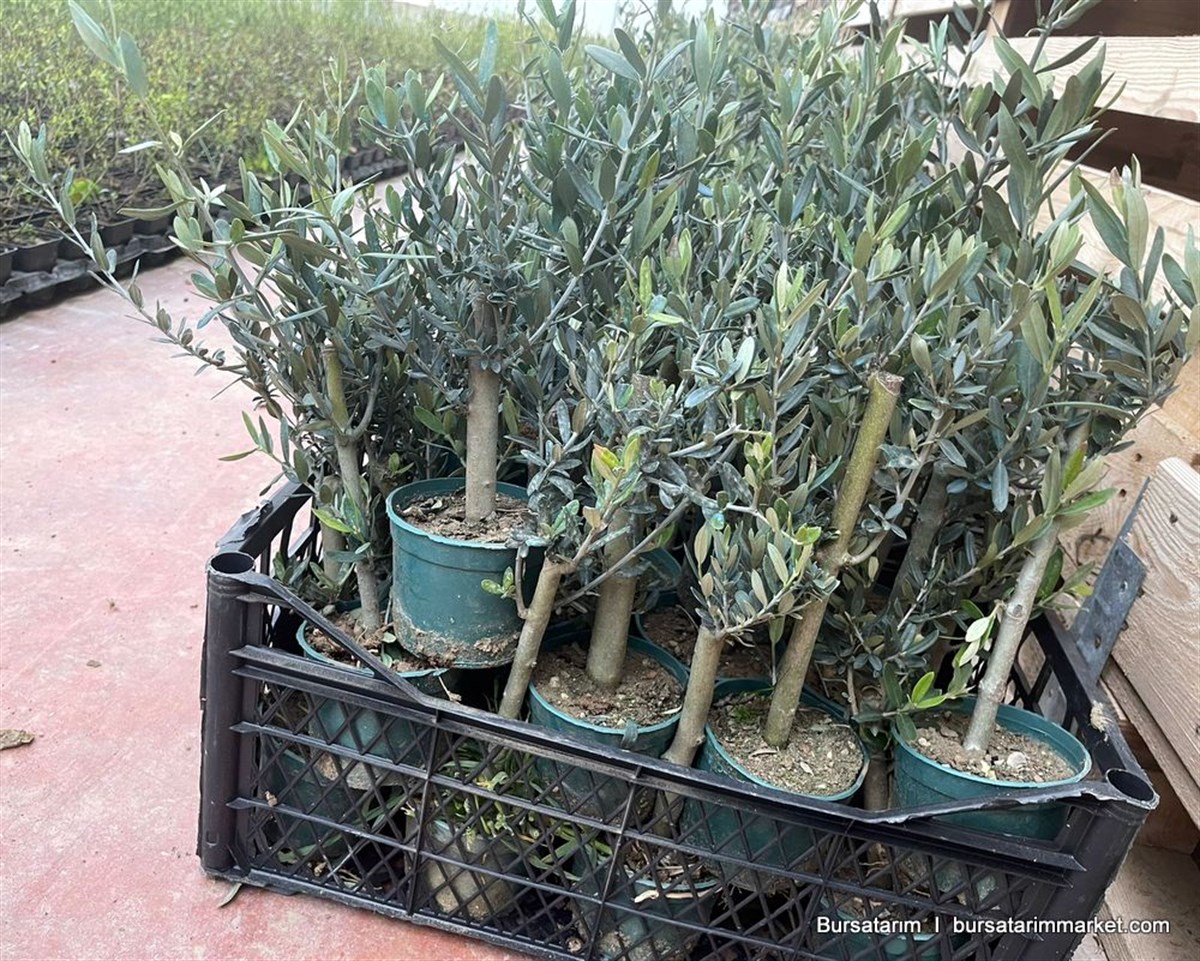 Bonzai Zeytin Fidanı