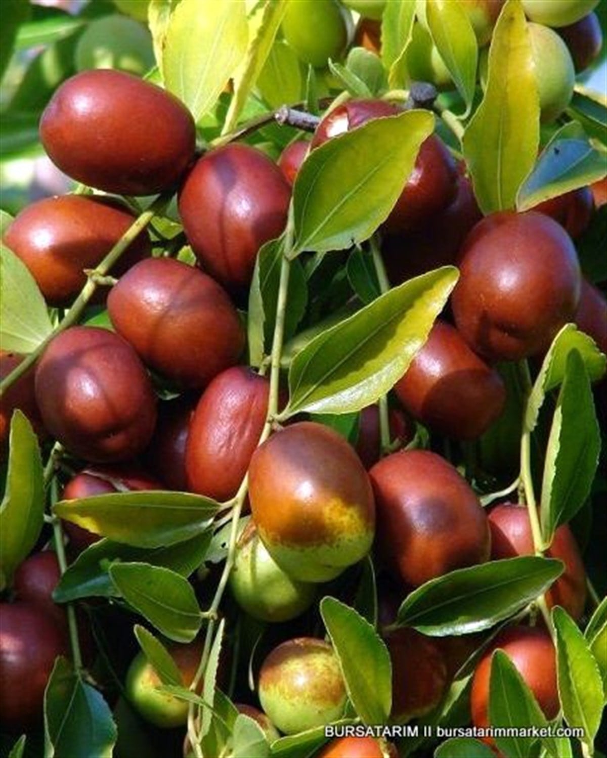 Hünnap Fidanı (İri meyveli)