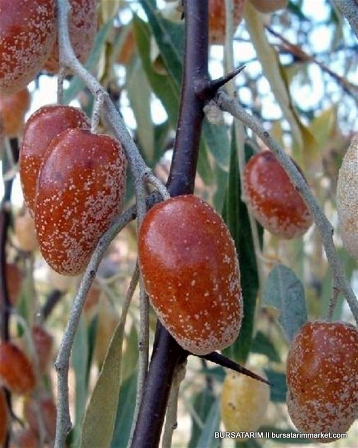 İğde Fidanı