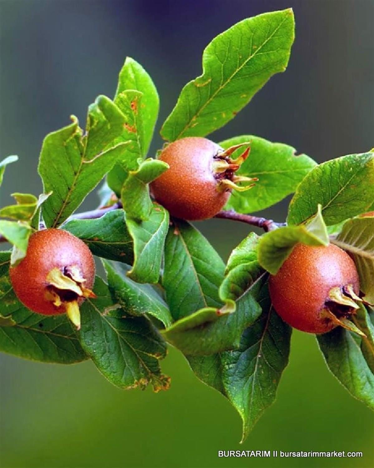 Yetişkin Döngel ( Muşmula) Fidanı