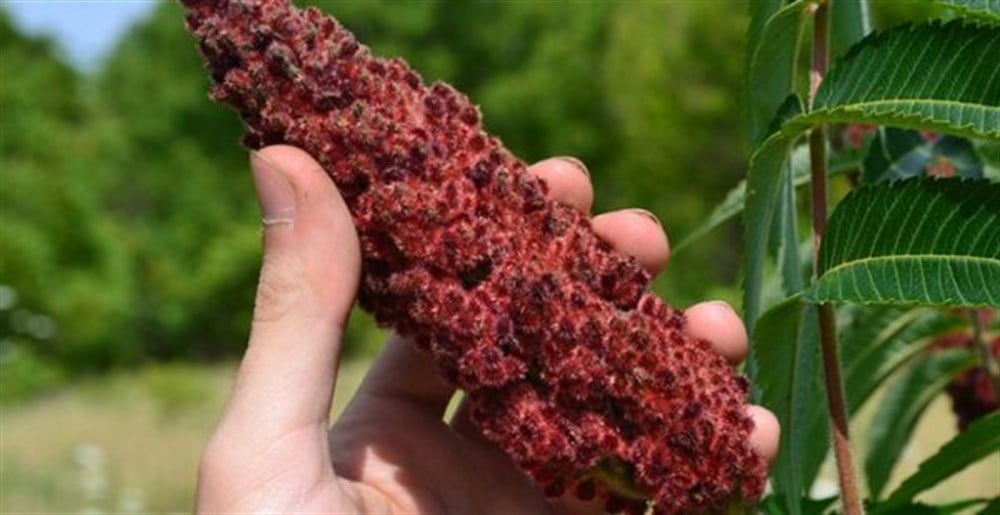 Sumak Fidanı - Somak