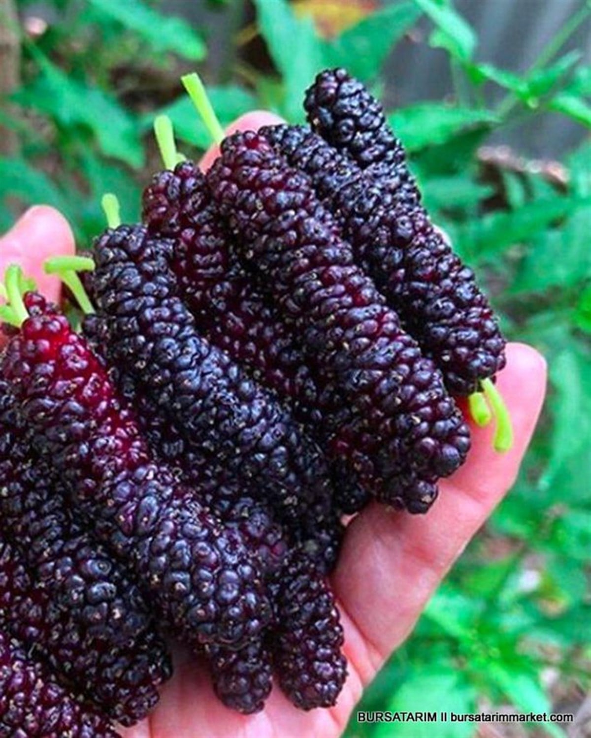 Şah Dut Fidanı