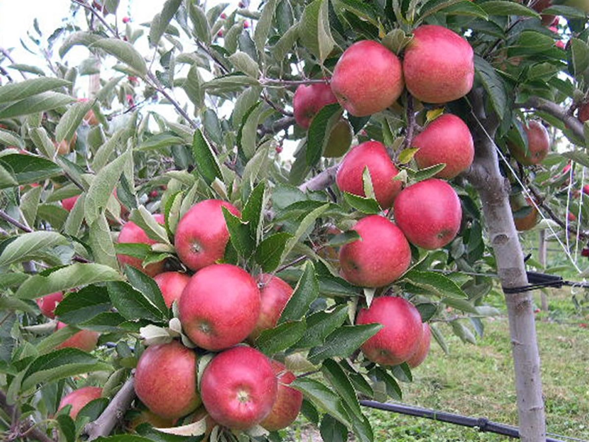 Breaburn Elma Fidanı