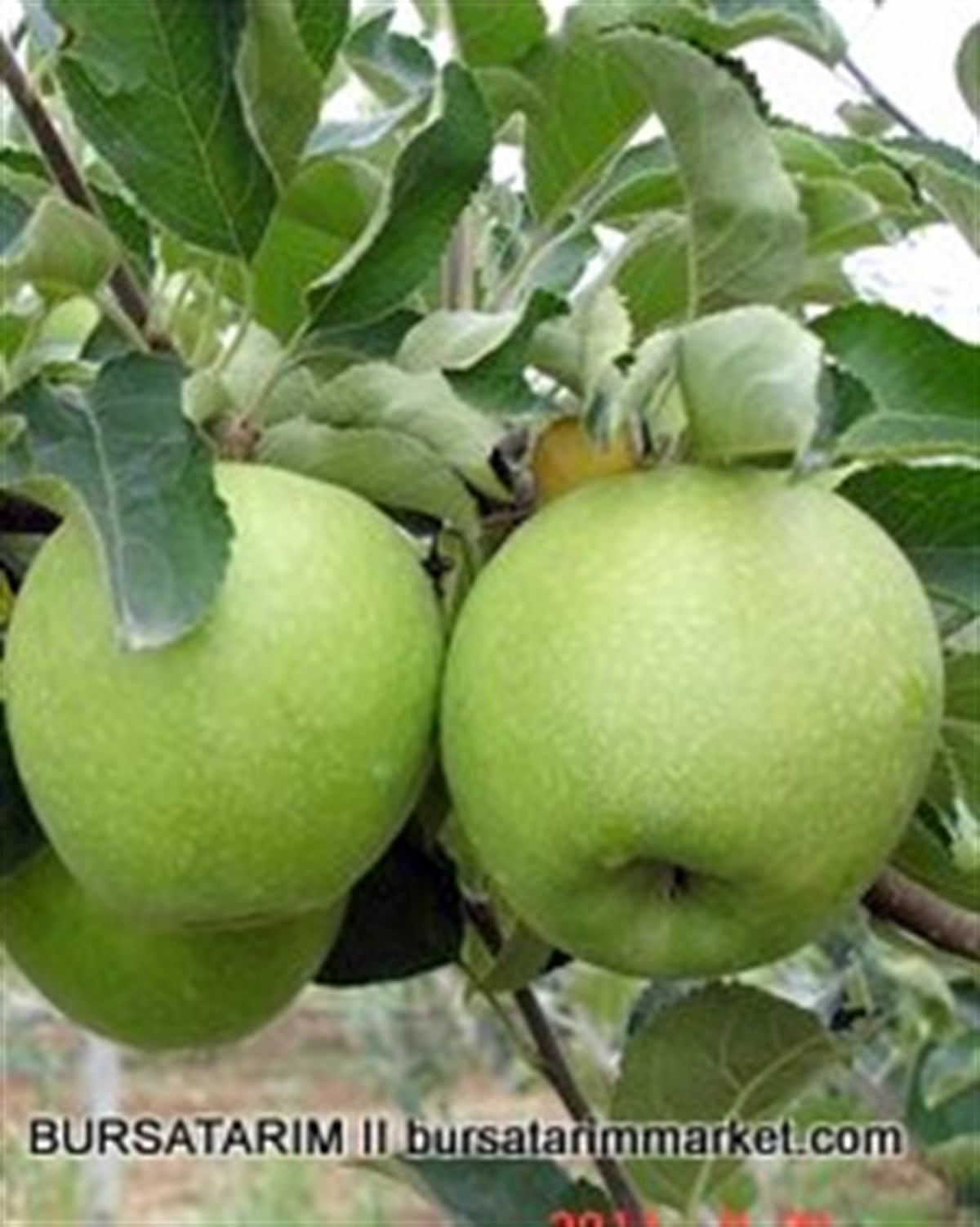 Granny Smith Elma Fidanı