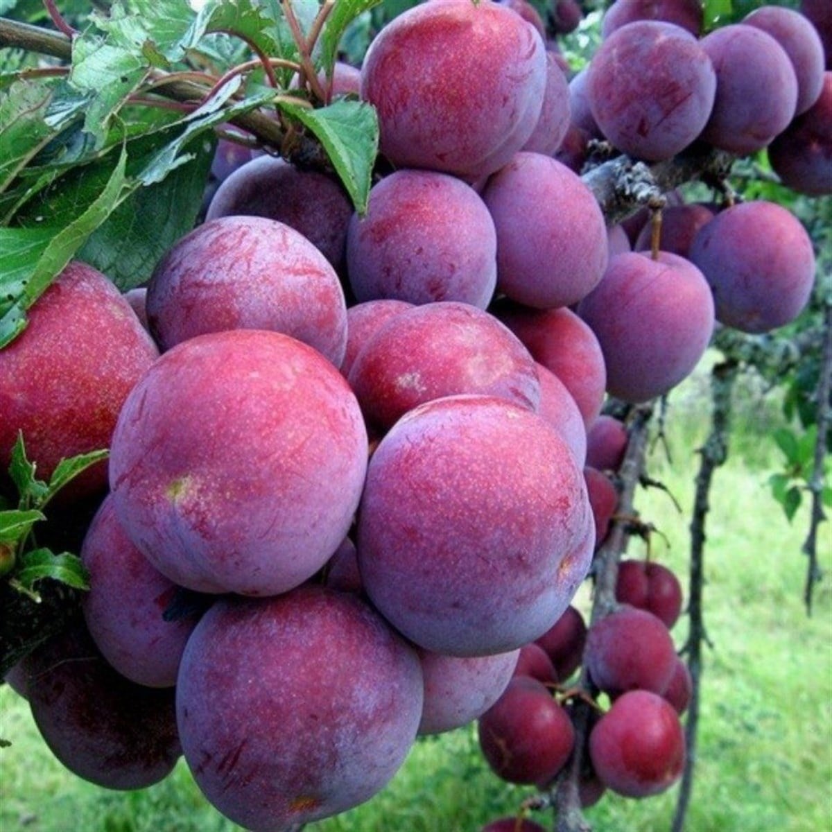 Formosa Erik Fidanı