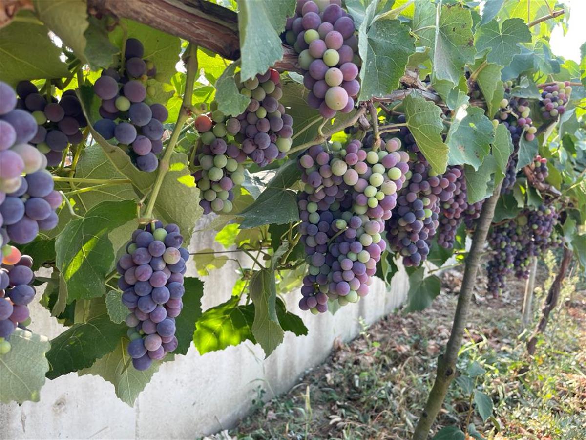 İsabella Kokulu Laz Üzümü Fidanı