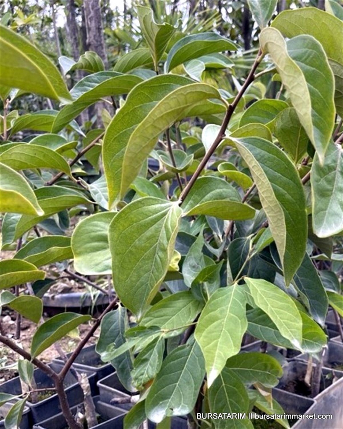 Fuyu ( Çikolatalı) Trabzon Hurma Fidanı