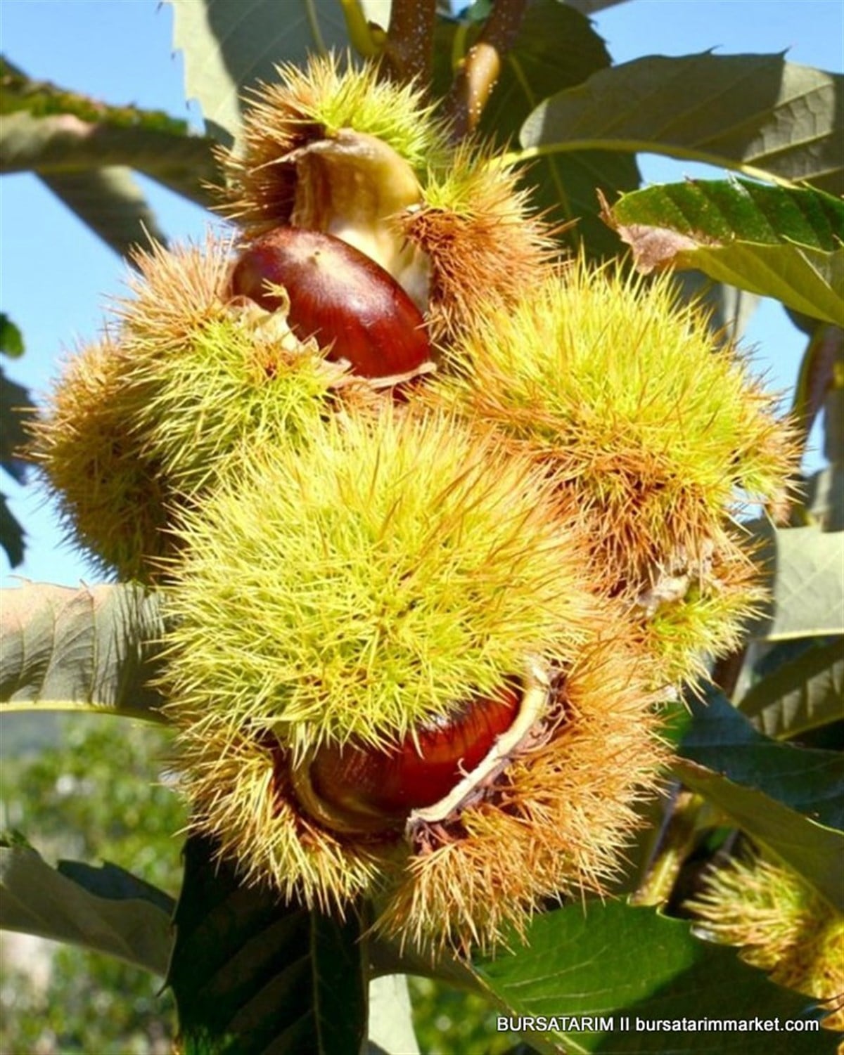 Bouche de Betizac Kestane Fidanı
