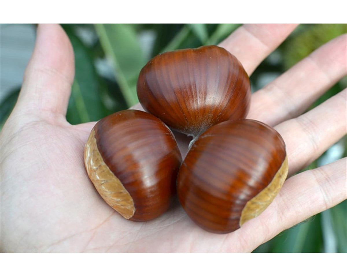 Bouche de Betizac Kestane Fidanı