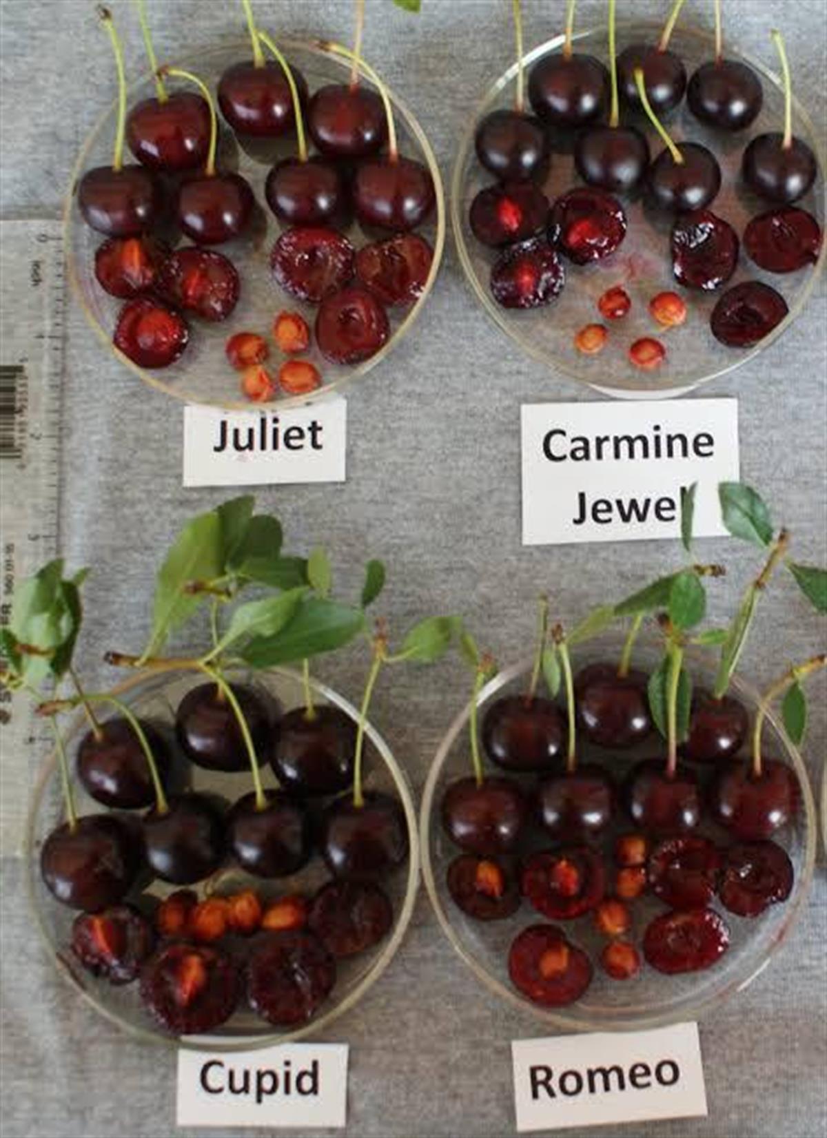 Carmine Jewell Bodur Vişne Fidanı