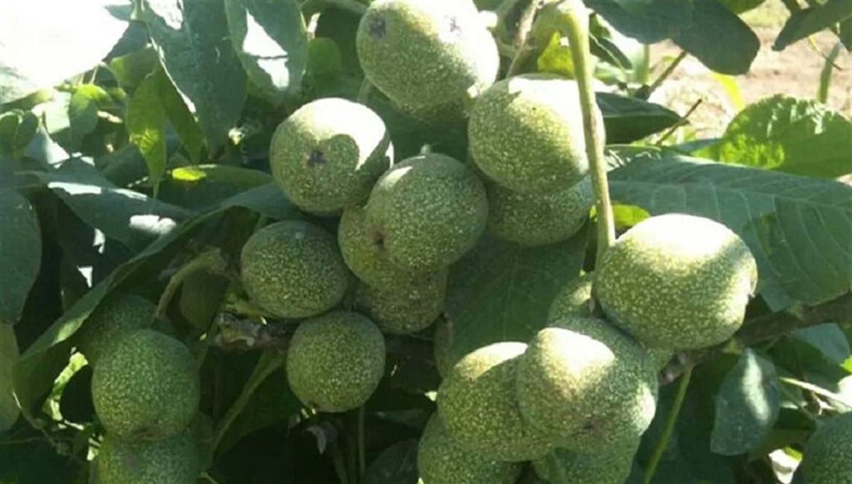 Yalova Ceviz Fidanı
