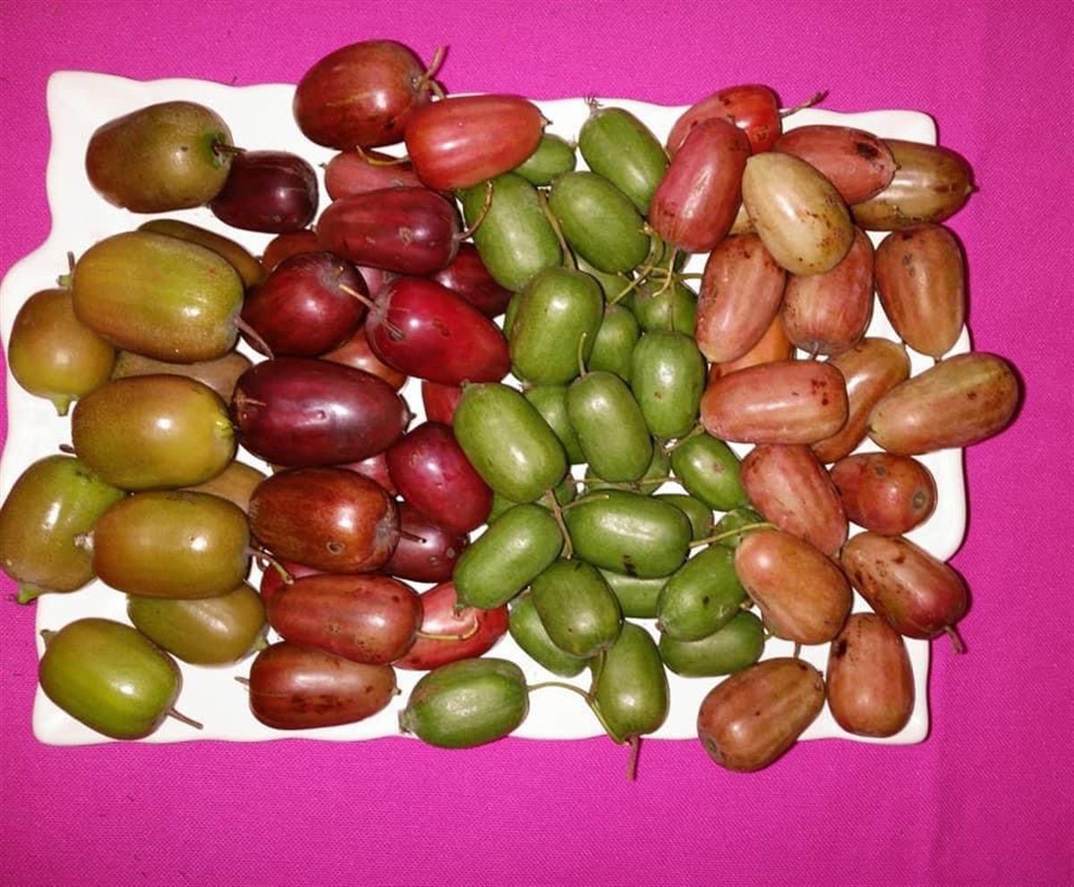 Sadowa Baby Kivi Fidanı ( Dişi ) 