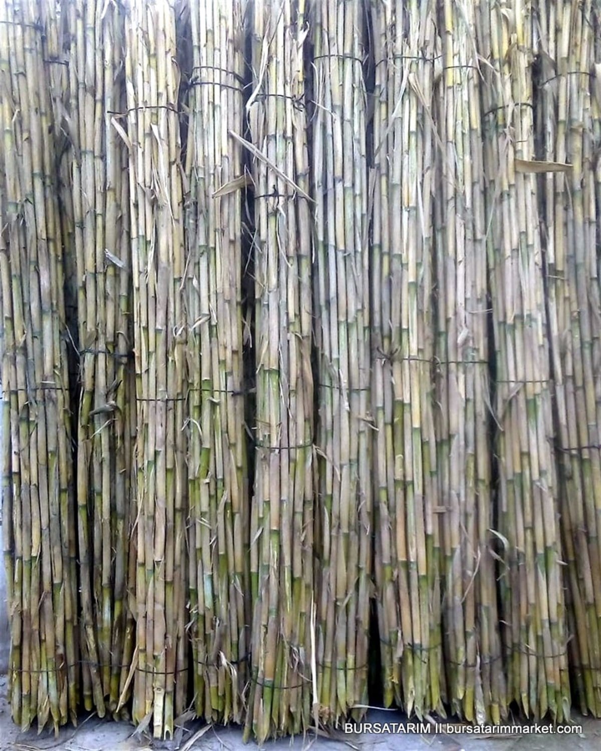 Fidan Hereği ( Bambu Kamışı ) X40lı Fidan Destek Çubuğu