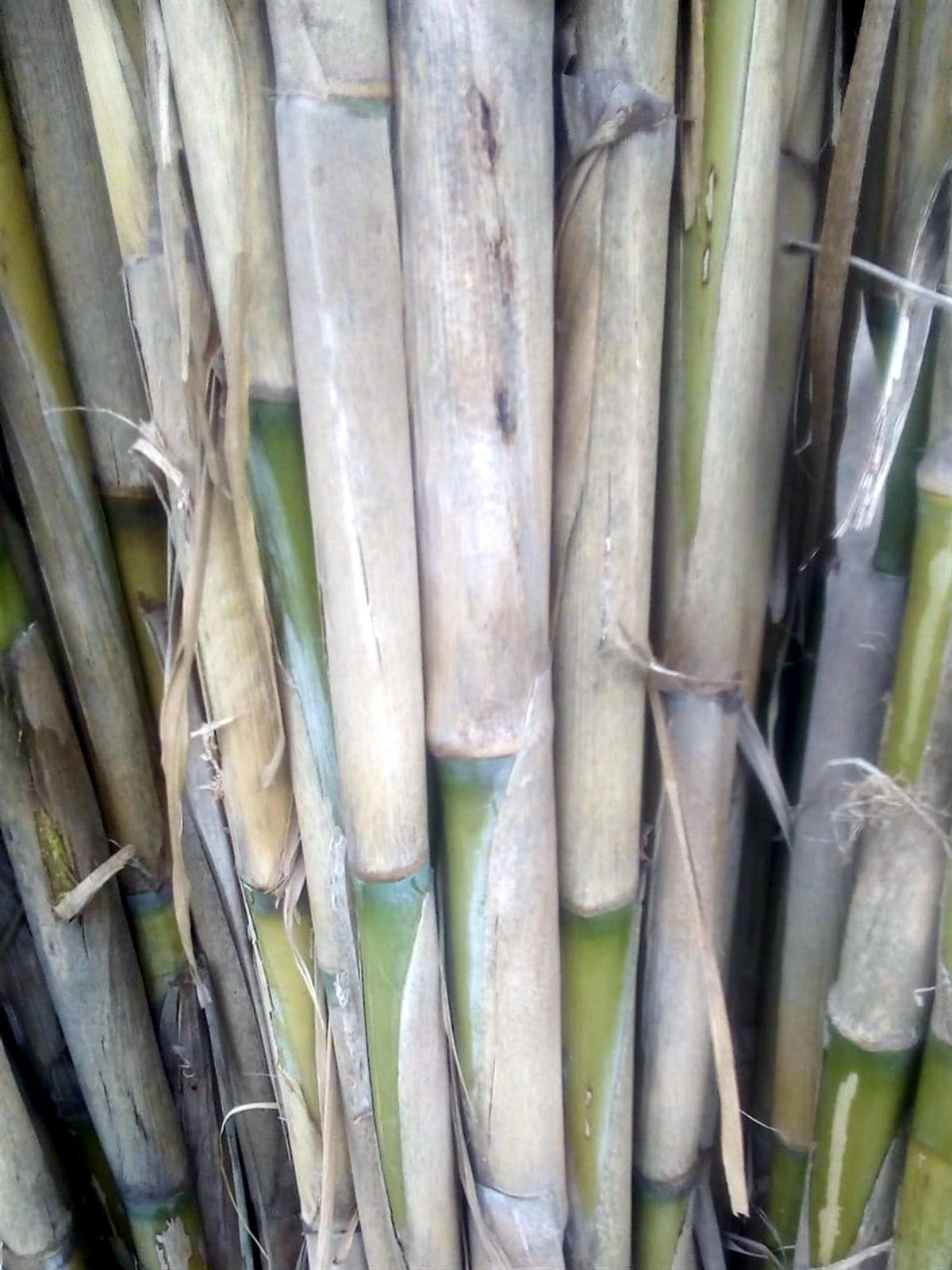 Fidan Hereği ( Bambu Kamışı ) X40lı Fidan Destek Çubuğu