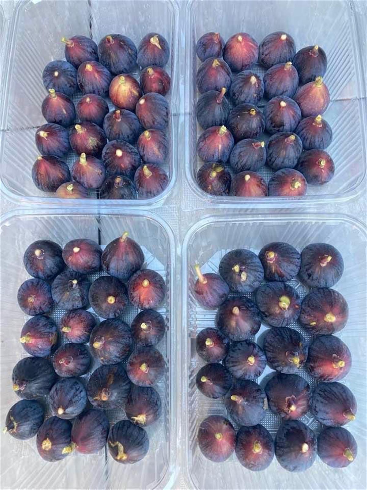Rondo Dö Bordo İncir Fidanı