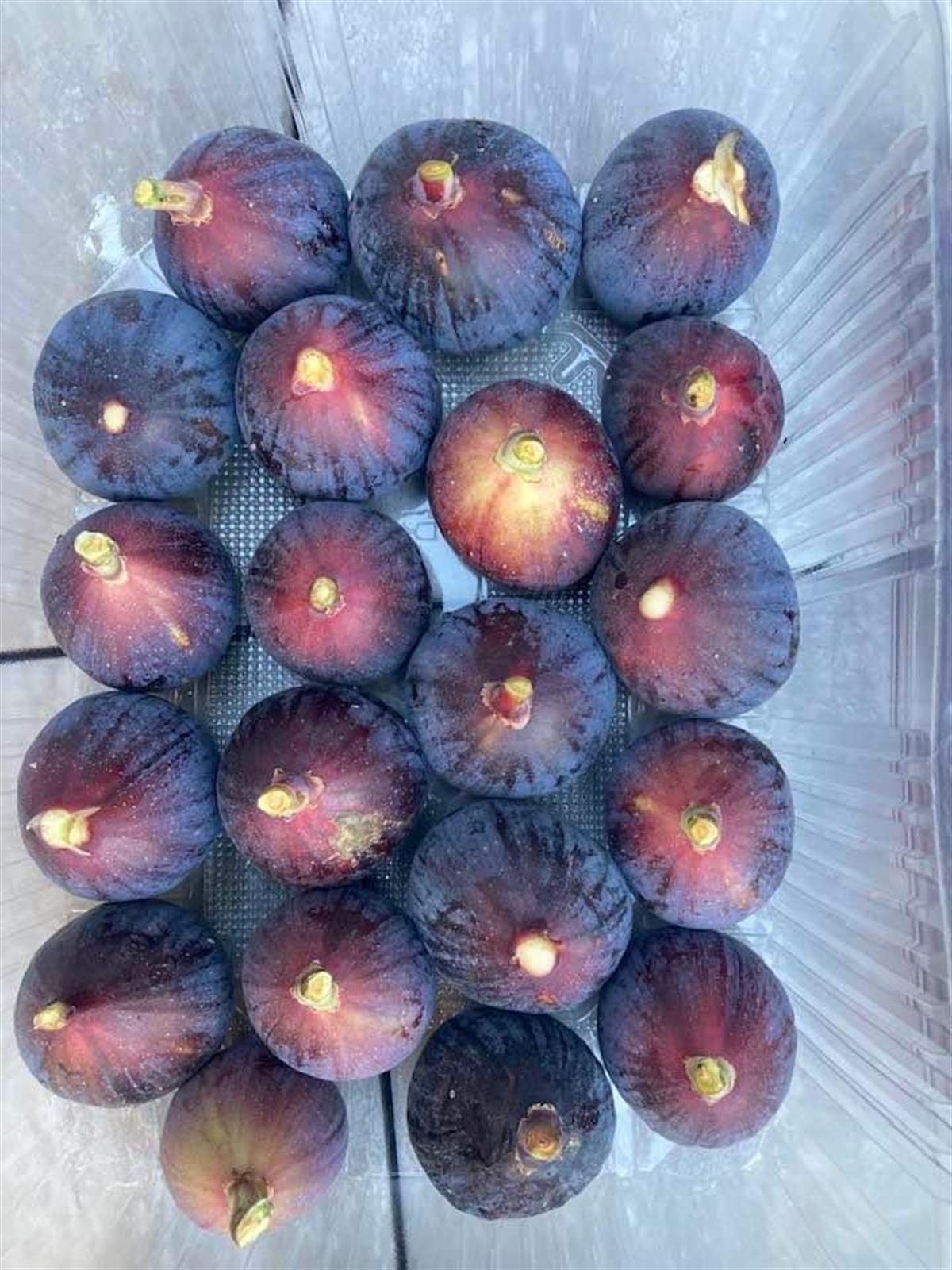 Rondo Dö Bordo İncir Fidanı