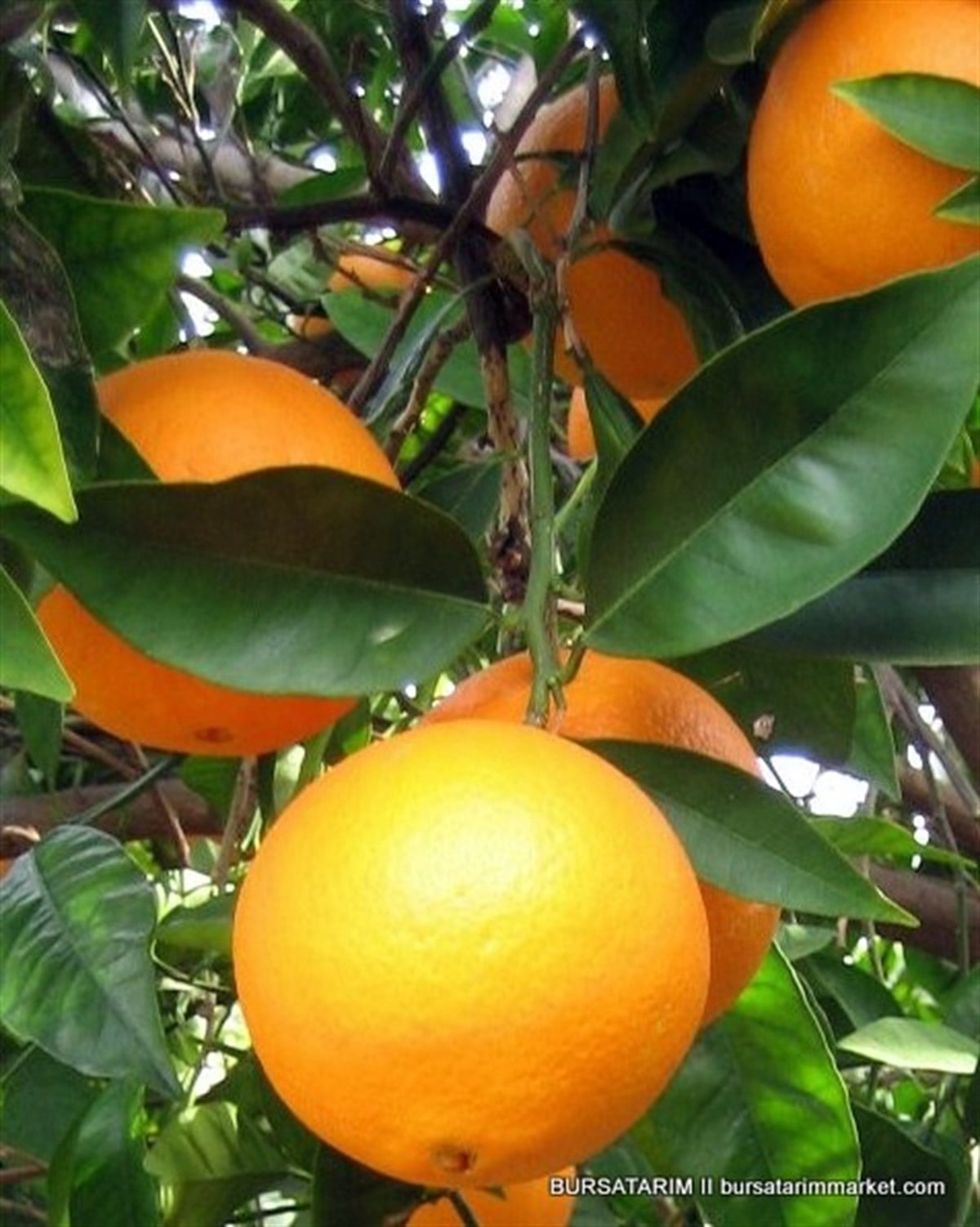 BURSATARIMPortakal ( Novalina ) Fidanı