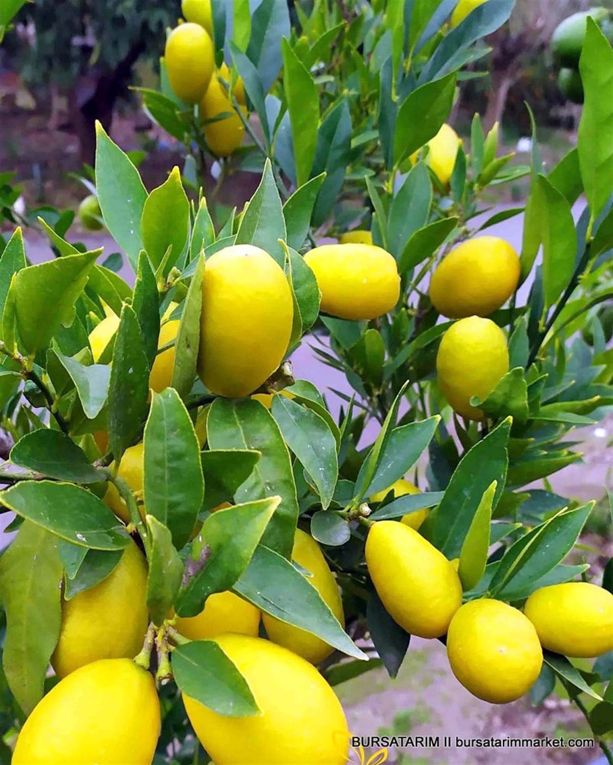 Yetişkin Limequat Limon Fidanı