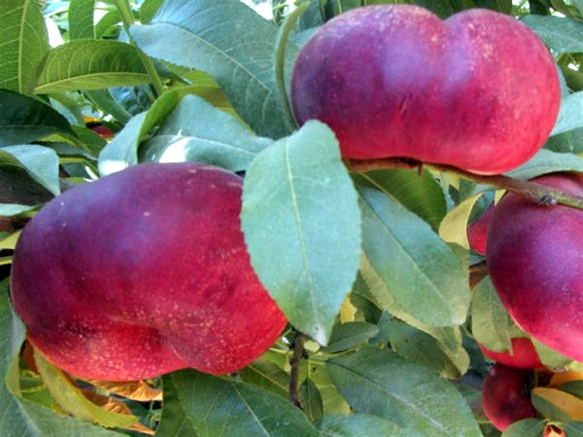 Platerina 264 Nektarin Fidanı