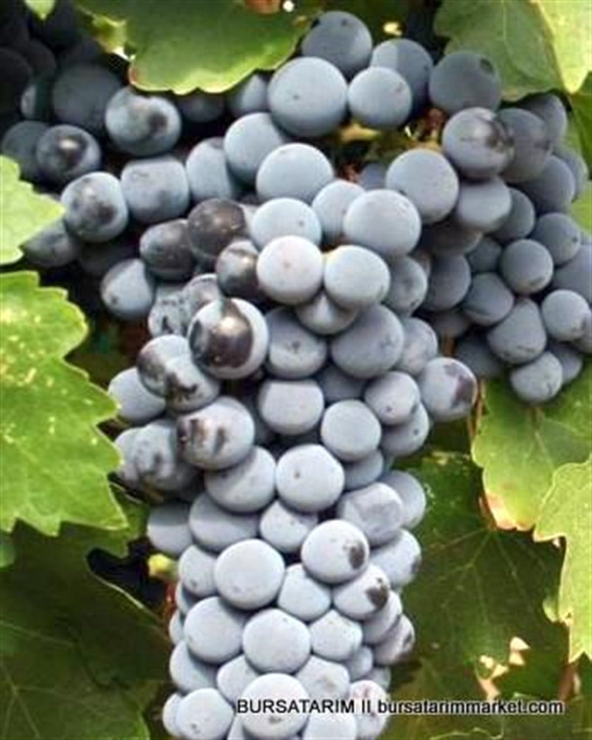 Cabernet Sauvignon Üzüm Fidanı
