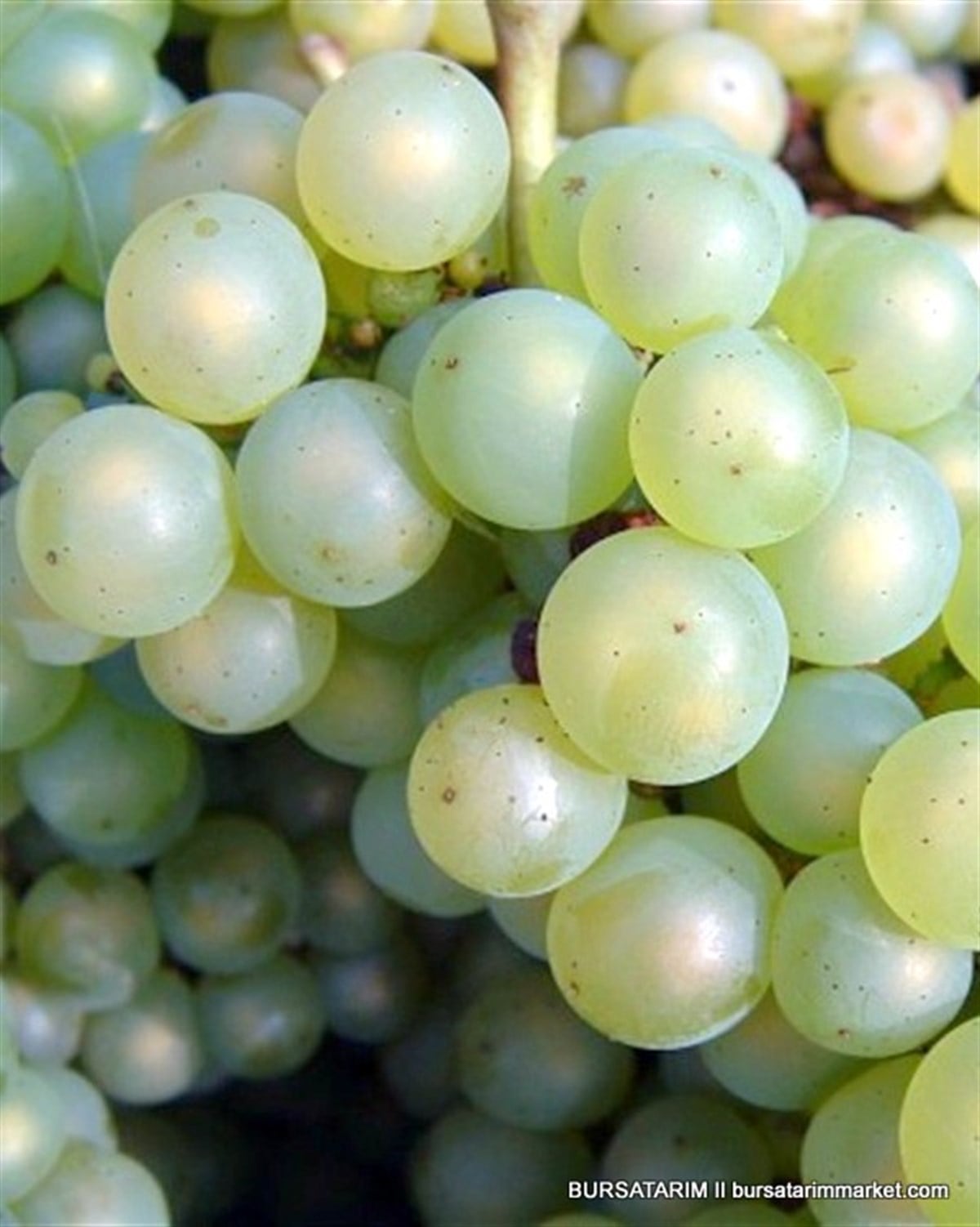 Chardonnay Üzüm Fidanı