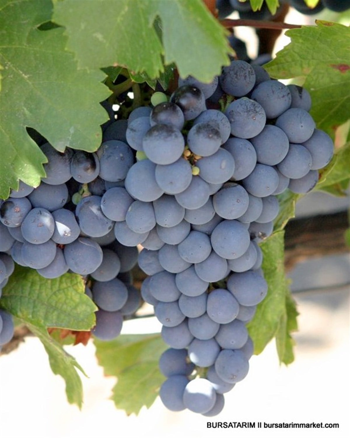 Malbec Üzüm Fidanı