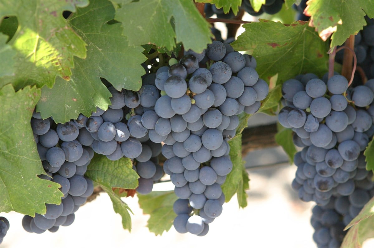 Malbec Üzüm Fidanı