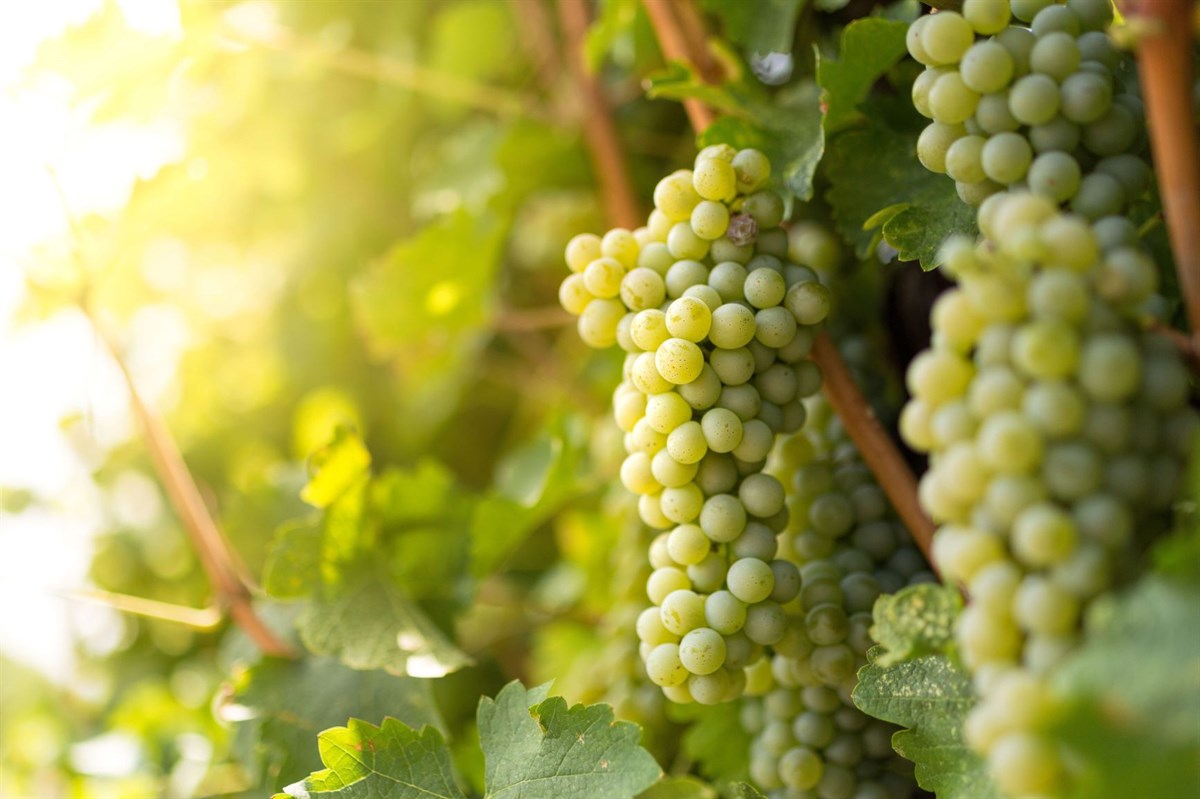 Sauvignon Blanc Üzüm Fidanı