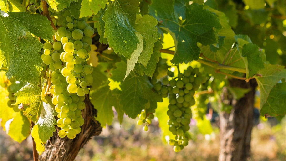Sauvignon Blanc Üzüm Fidanı