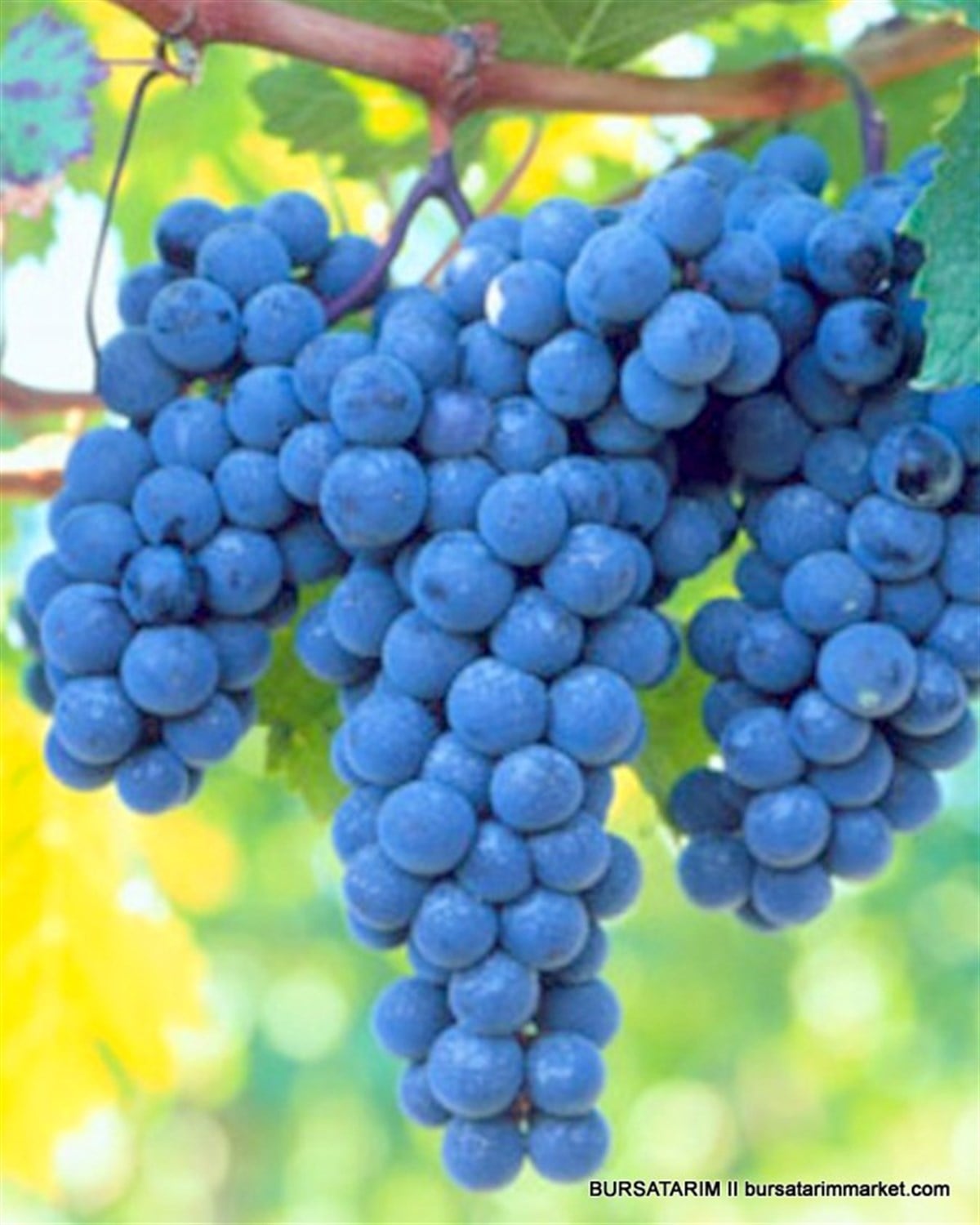 Şiraz ( Shiraz Syrah ) Üzüm Fidanı