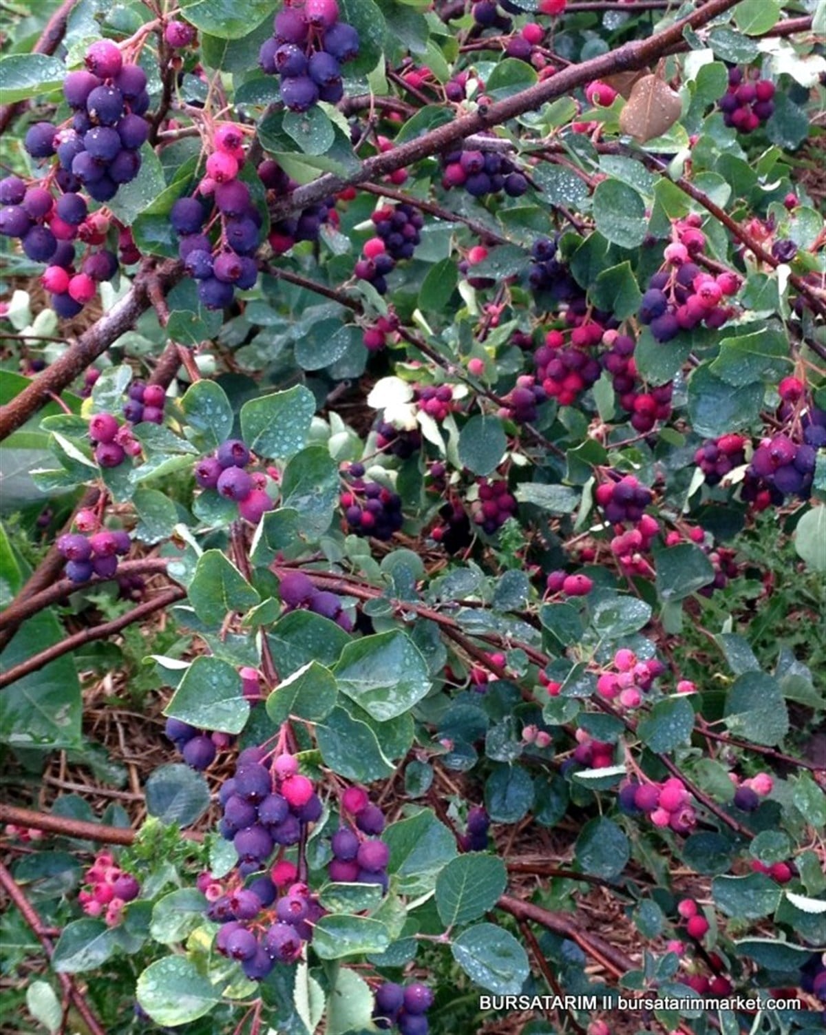 Saskatoon Berry Northline