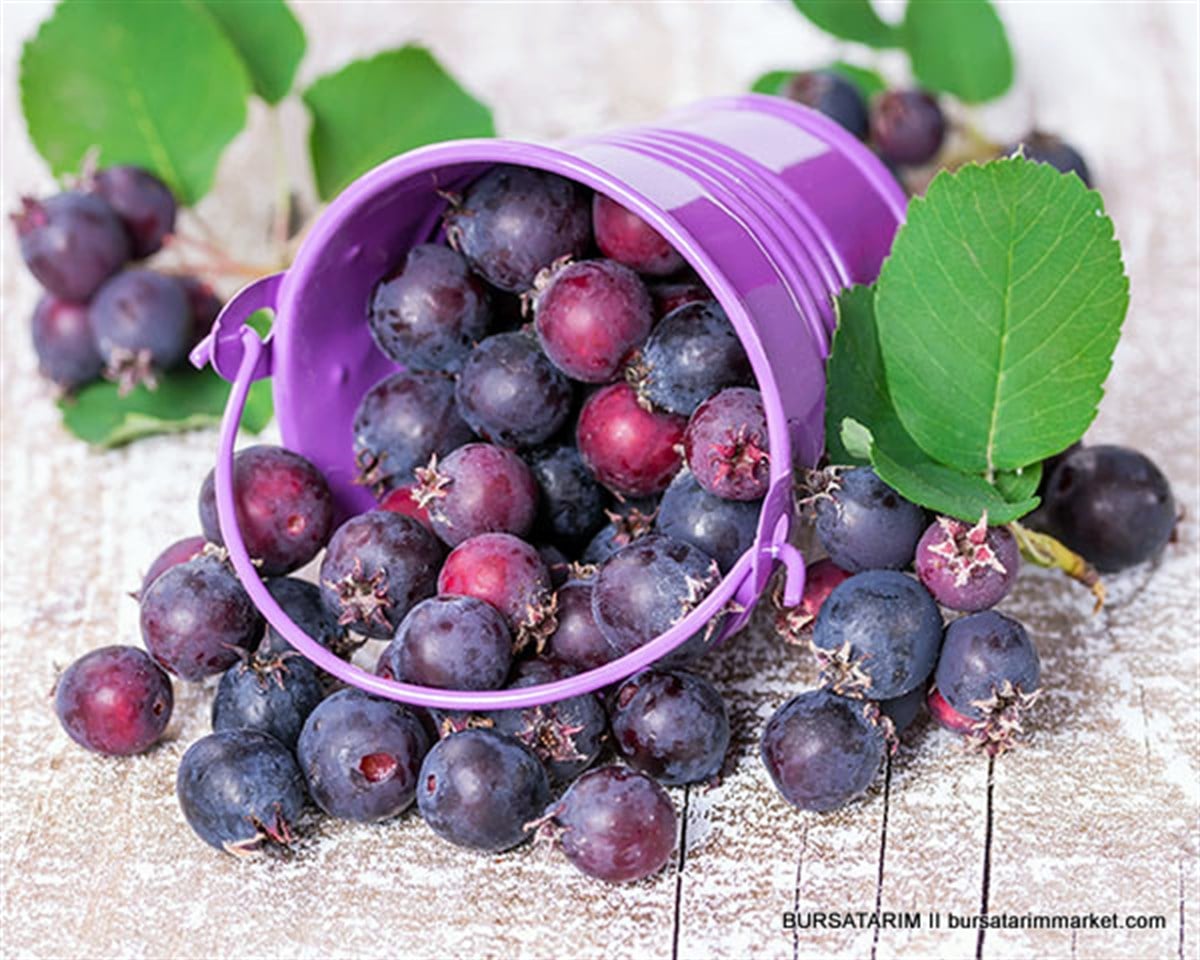 Saskatoon Berry Smoky