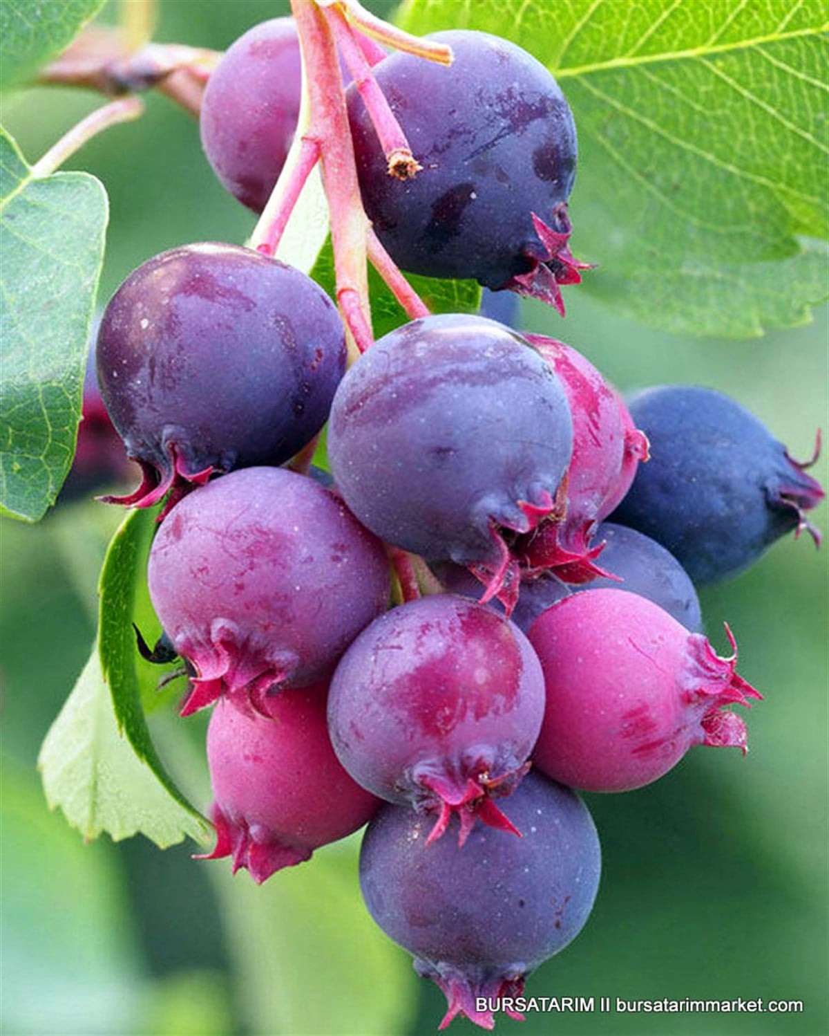 Saskatoon Berry Northline