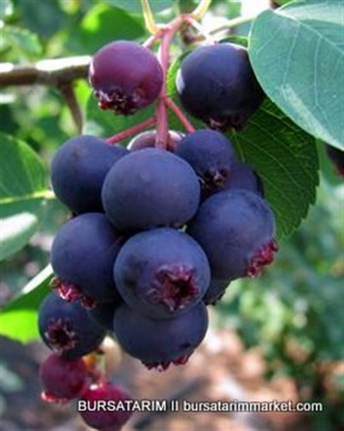Saskatoon Berry Smoky
