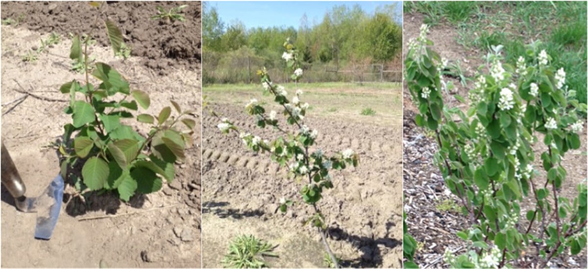 Saskatoon Berry Northline